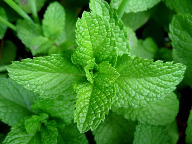 MINT (LCL)