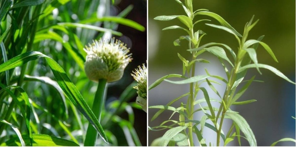 BR Hyroponics - Tarragon