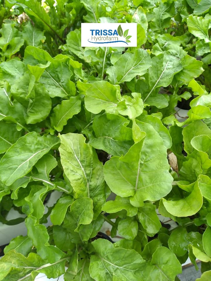 ARUGULA