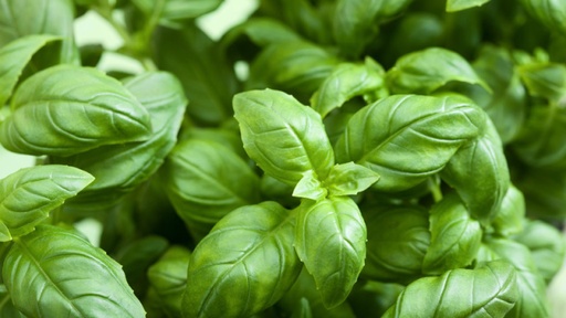 [08536] BASIL (HYDROPONICS)