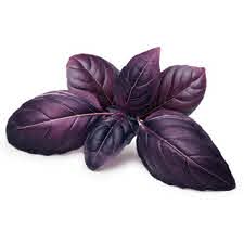 [08543] PURPLE BASIL (HYDROPONICS)