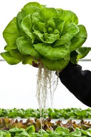 [08891] HYDRO LETTUCE - HELLO HARVEST TT