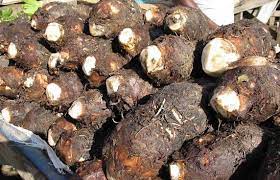 [09430] Dasheen PER LB