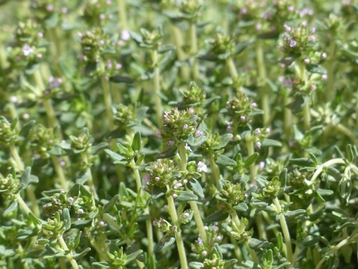 [09481] OREGANO (HYDROPONICS)