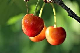 Cherries 1lb