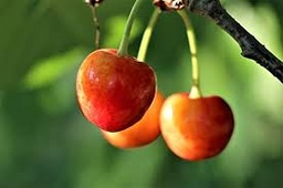 [04011] Cherries 1lb